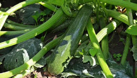 Чем подкармливать кабачки, чтобы заваливало урожаем: будете раздавать соседям