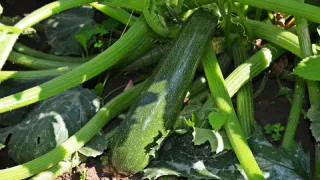 Чем подкармливать кабачки, чтобы заваливало урожаем: будете раздавать соседям