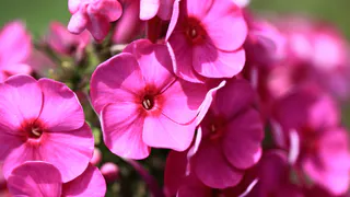 Делаем подкормку для герани из меда в феврале — растение уже в марте покроется яркими цветами