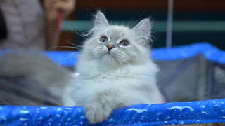 В Рязани на выставке «Сами по себе» показали уникальные фотографии кошек