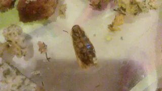  Жалоба: в рязанском магазине продают сухарики с тараканами