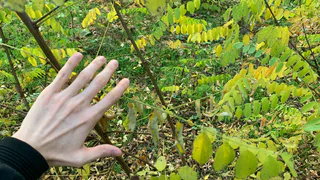 Рязанцы во время похода набрели на волчьи следы