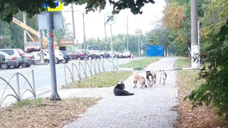 Рязанцы жалуются на свору бездомных собак на улице Берёзовой