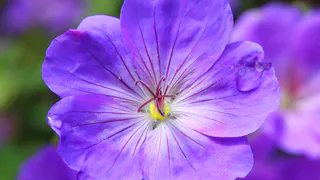 Спасите герань от увядания: осенью ей не нужен ни полив, ни удобрения — только 1 вещь