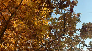 2 октября в Рязанской области ожидается пожарная опасность и до +24