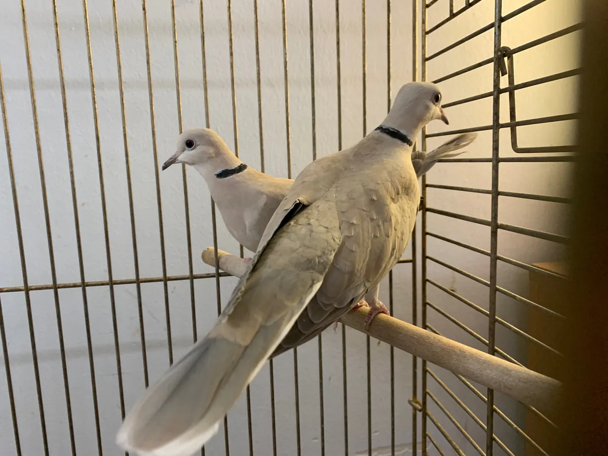 Цирк без лицензии: в Челябинской области выявили незаконные гастроли с животными