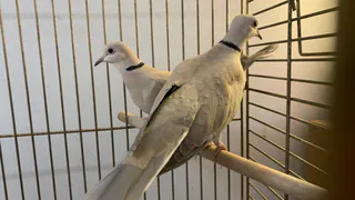 Цирк без лицензии: в Челябинской области выявили незаконные гастроли с животными