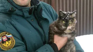 В Челябинской области спасли кота, примёрзшего к фонарному столбу