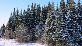 В Сыктывдине нашли новогоднюю ель для столицы Коми