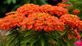 Бархатцы больше не эталон - этот шикарный куст меняет краски все лето без лишнего ухода