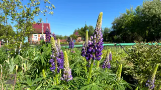 Ноль дождей и «сауна» на улице: синоптики дали новый прогноз на весну 2025 года