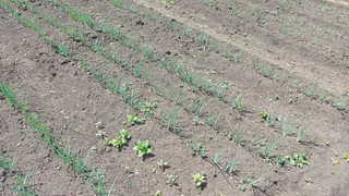 Готовлю грядку в августе — и чеснок потом с кулак! Делюсь графиком посадок на 2025 год, чтобы весной радоваться урожаю