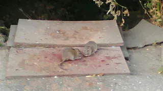 На улице  Подгорной стая крыс захватила дворовую территорию