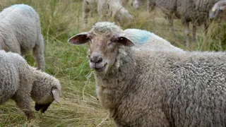 Под Новозыбковом загадочно пропали 40 овец