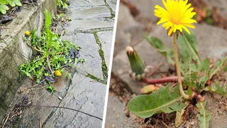 Дачник рассказал, как с помощью пищевой соды безопасно избавиться от сорняков, прорастающих между тротуарной плиткой