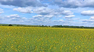 Рязанская область займется развитием сельского хозяйства