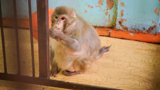 Кусачая обезьяна, шалившая под Рязанью, поймана