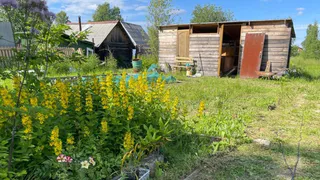 О запахе из дачного туалета можно забыть: дешевое и доступное средство, которое станет спасением