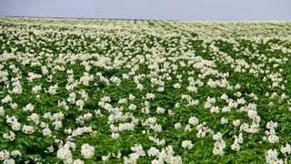 Брянщина станет мировой столицей картофеля