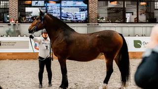 Владимирская Богиня стала богиней всероссийской конной выставки