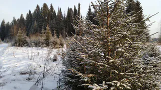 Минприроды Коми пояснило, как легально и недорого обзавестись новогодней елкой