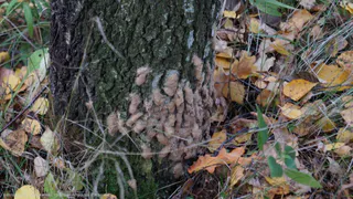 Жителям Рязани рассказали об эффективных способах борьбы с яйцами шелкопряда