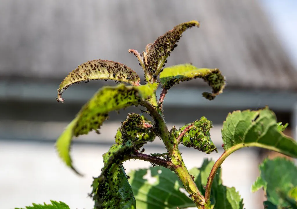 Раскрыт секрет борьбы с тлей — не многие дачники об этом знают: методу 40 лет