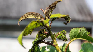 Раскрыт секрет борьбы с тлей — не многие дачники об этом знают: методу 40 лет