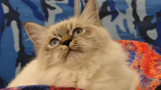 Фоторепортаж - международная выставка кошек в Рязани