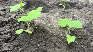 Пару ложек весной заменят навоз: поливаю этим все растения в саду и огороде в мае - землю не узнать 