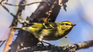 Рязанские орнитологи нашли новый вид птиц