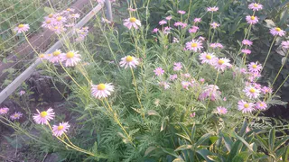 Всем россиянам грозит штраф и срок за это растение на участке: обновления в законах для владельцев дач в 2025-м