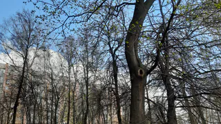 2 мая в Рязанской области ожидается порывистый ветер и до +1