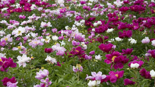 Цветёт даже в тени: назван красивый кустарник с ароматными цветами — преобразит проблемные участки 