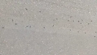 Под Рязанью неизвестные раскидывают на дороге гвозди и саморезы