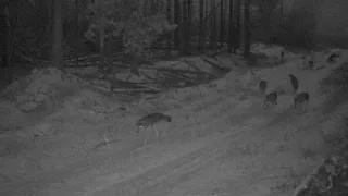 В Окском заповеднике волки попали в фотоловушку