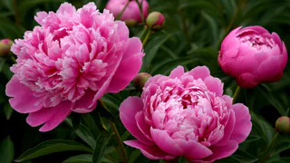 Для пышноцветия пионам — обязательно: 1 л в ведро — и шапки размером с баскетбольный мяч