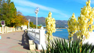 Съездил впервые в отпуск в Геленджик: впечатлений хватило на всю жизнь - вот почему сюда больше не вернусь