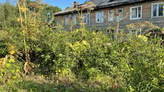 Июль – оптимальное время для борьбы с опасным борщевиком в Коми