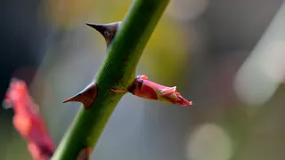 Укоренение черенков роз: как использовать банан для успешного размножения