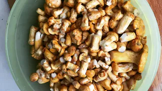 Как рязанцы по грибы ходили: Instagram подборка от Pro Города