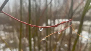 6 мая в Коми опять царят дожди, прохлада и порывистый ветер