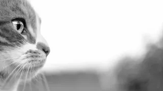 В Коми желающие смогут помочь питомцам