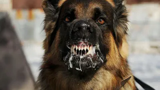 Жителям Коми, у кого есть домашние питомцы, сделали важное предупреждение