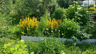 Посадили один цветок — и весь участок покрылся золотым ковром: это растение заменит надоевшие розы и петунии