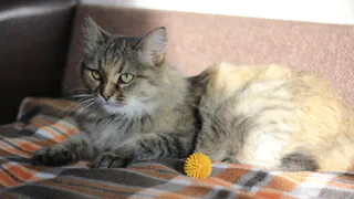 Дай лапку: Маша, Молли и другие животные ждут ваших писем