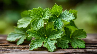 Победила галловую тлю с 1 раза — опрыскала смородину и удивилась — красные «нарывы» ушли, ни одного скрученного листочка