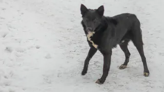 В Коми полицейские проверят факт возможного жестокого обращения с собакой