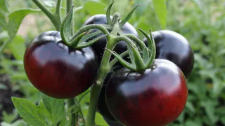 Прекрасный сорт томата - подходит и для закруток, и для салатов: детишки едят прямо с ветки