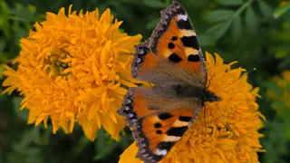 В Коми несколько хозяйств улучшат почвы с помощью субсидий